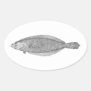 Flounder - Fluke Vintage Illustration Oval Sticker