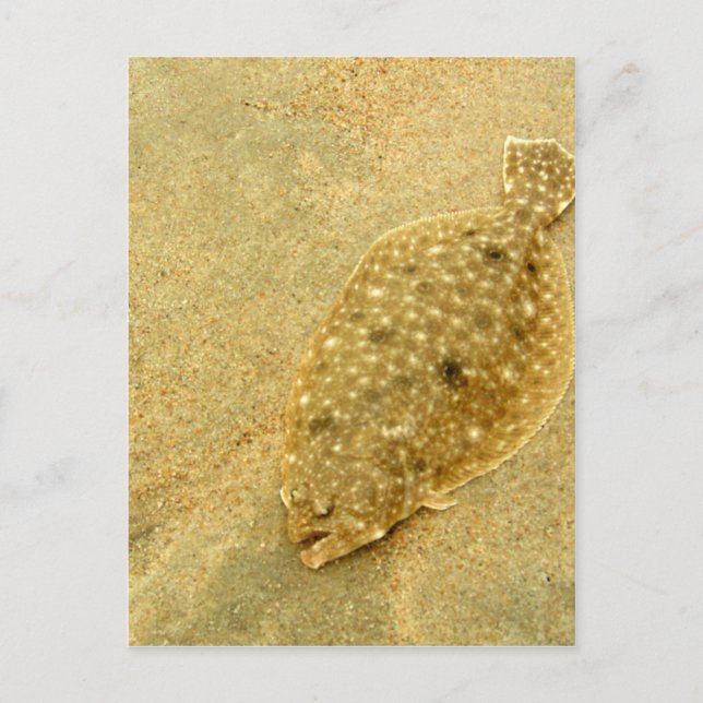 Flounder Postcard (Front)