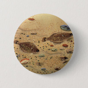 Flounders or Flat Fish, Vintage Marine Ocean Life  Pinback Button