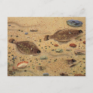 Flounders or Flat Fish, Vintage Marine Ocean Life  Postcard