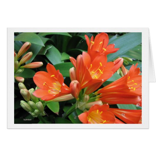 Flower3 Cards (Front Horizontal)