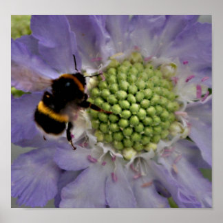 Flower #6 (detail) poster