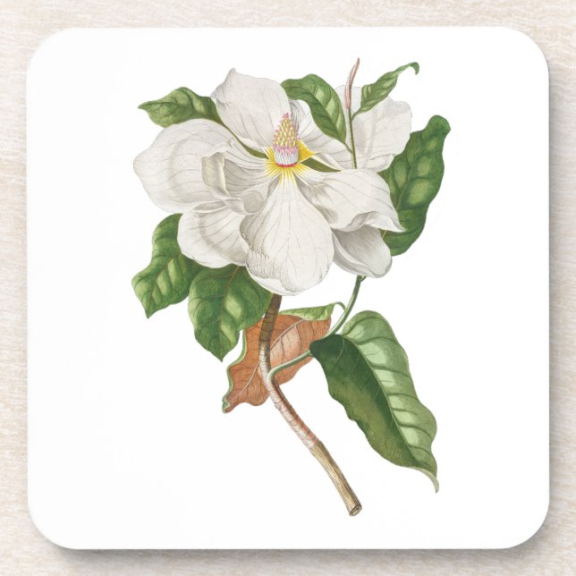 Flower: A004 Magnolia -  Beverage Coaster (Front)