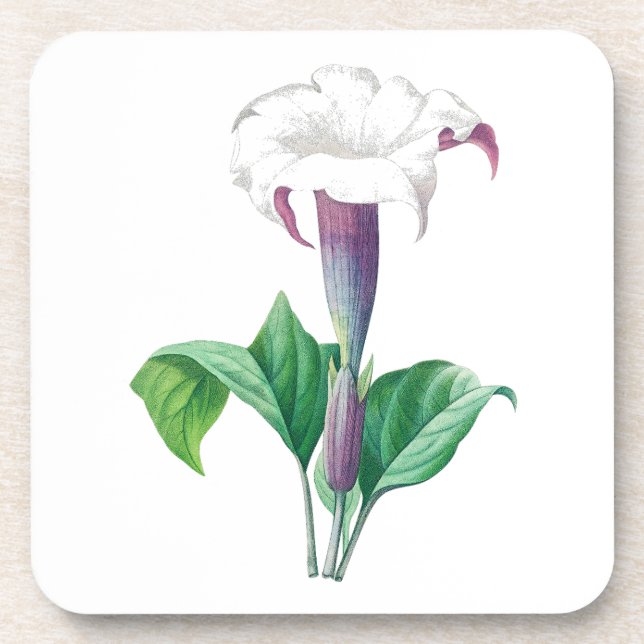 Flower: A006 Thorn Apple - Beverage Coaster (Front)