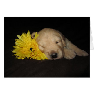Flower Abby Cards