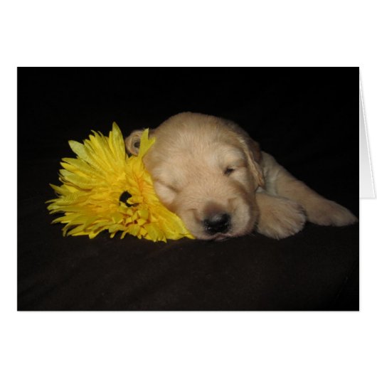 Flower Abby Cards (Front Horizontal)