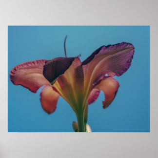 Flower Against a Blue Sky Photography Poster