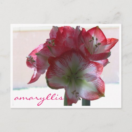 flower amaryllis bulb postcard