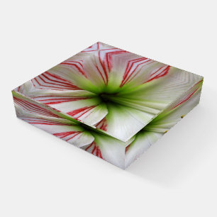 Flower Amaryllis Photo Paperweight
