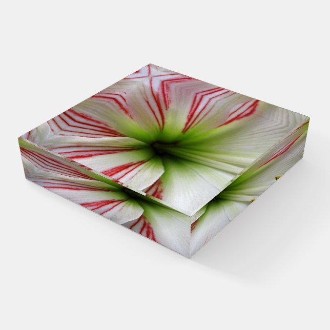 Flower Amaryllis Photo Paperweight (Angled)