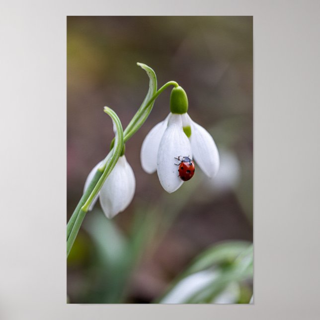 Flower Art Ladybug Gallery Flower Garden ArtFlower Poster (Front)