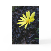 Flower at the Festival Notecards (Blank Inside)