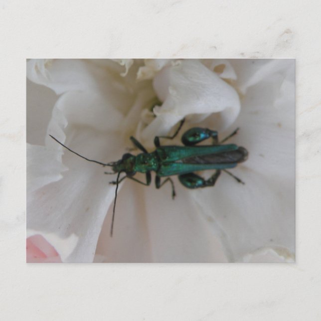 Flower Beetle Postcard (Front)