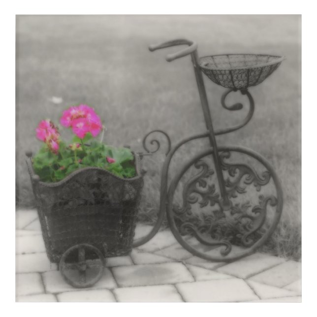 Flower Bicycle Vintage Look  Acrylic Print (Front)