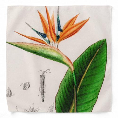 Flower bird of paradise vintage illustrated bandana