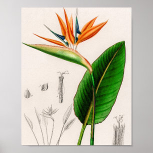 Flower bird of paradise vintage illustrated poster