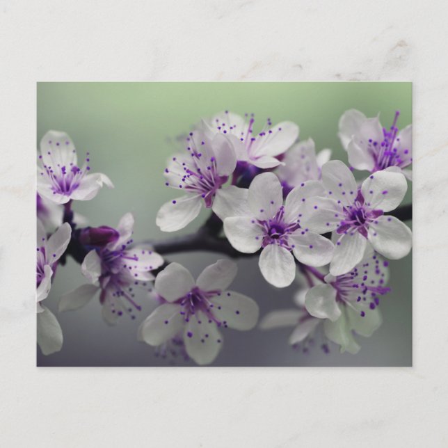 flower blossoms postcard (Front)