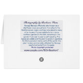 Flower: Borage Cards (Back Horizontal)