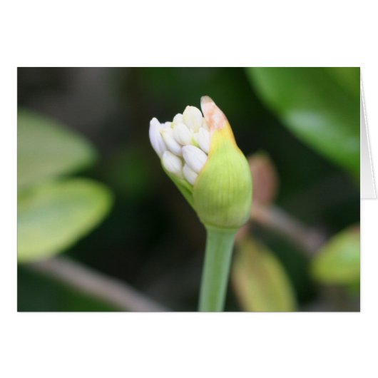 Flower bud Blank Inside Cards (Front Horizontal)
