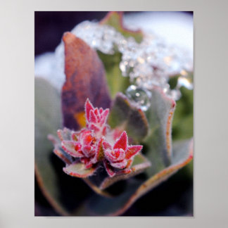 Flower Bud Poster