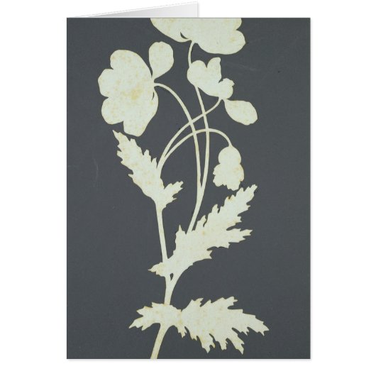 Flower Cards (Front)