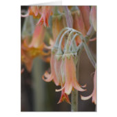 Flower Cards (Front)