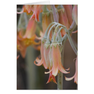 Flower Cards