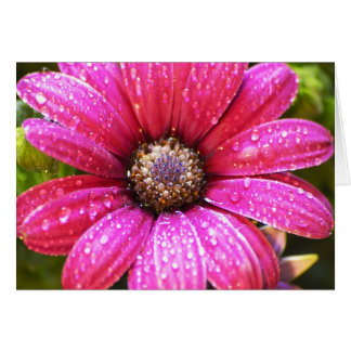 Flower Cards