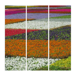 Flower Carpet Triptych