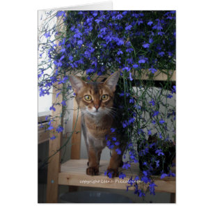 Flower Cat Cards