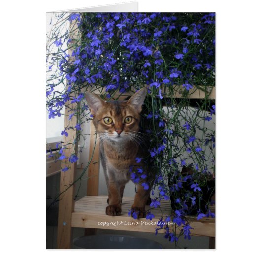 Flower Cat Cards (Front)