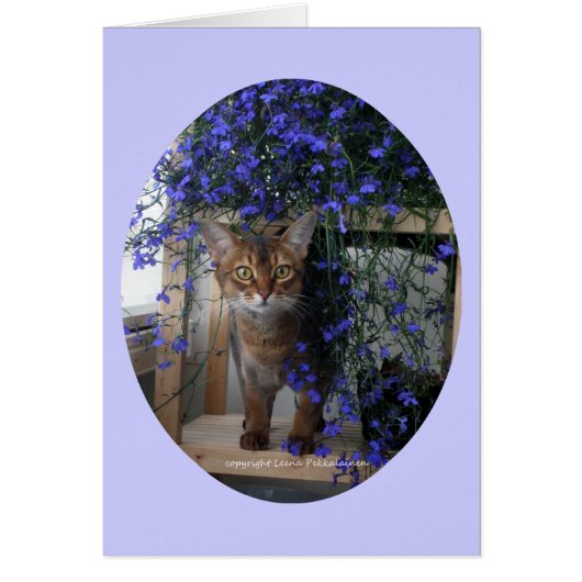 Flower Cat (oval) Cards (Front)