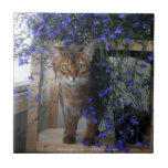 Flower Cat Tile<br><div class="desc">A pretty Aby girl in the middle of beautiful blue flowers</div>