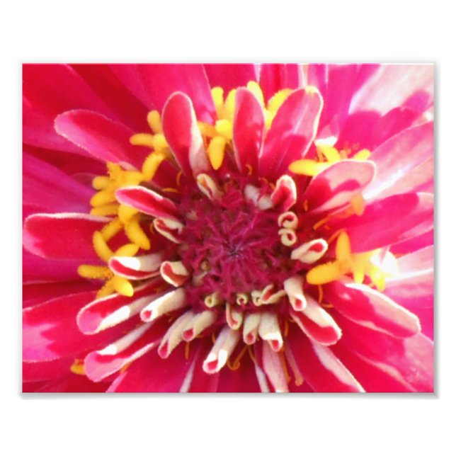 Flower Center Closeup Photo Print (Front)