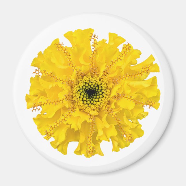 Flower Chemistry Magnet Marigold (Front)