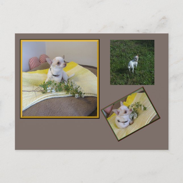 Flower Chihuahua Postcard (Front)