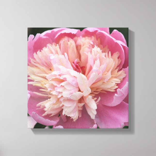 Flower Close Up - In Bloom - Pink Canvas Print (Front)
