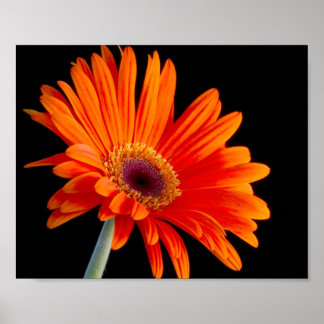 Flower Close Up Poster