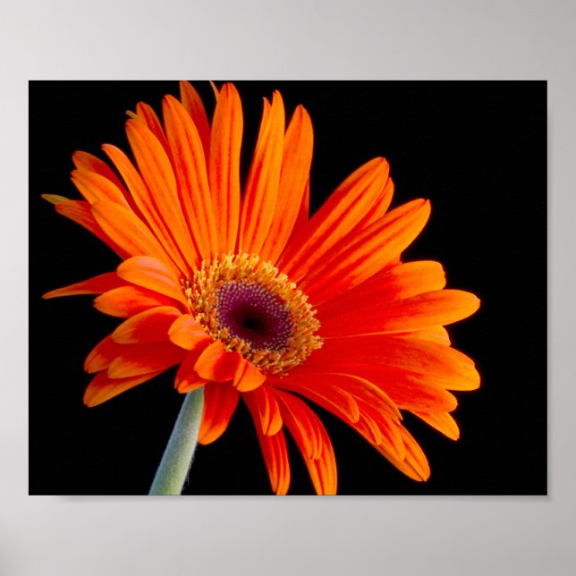 Flower Close Up Poster (Front)