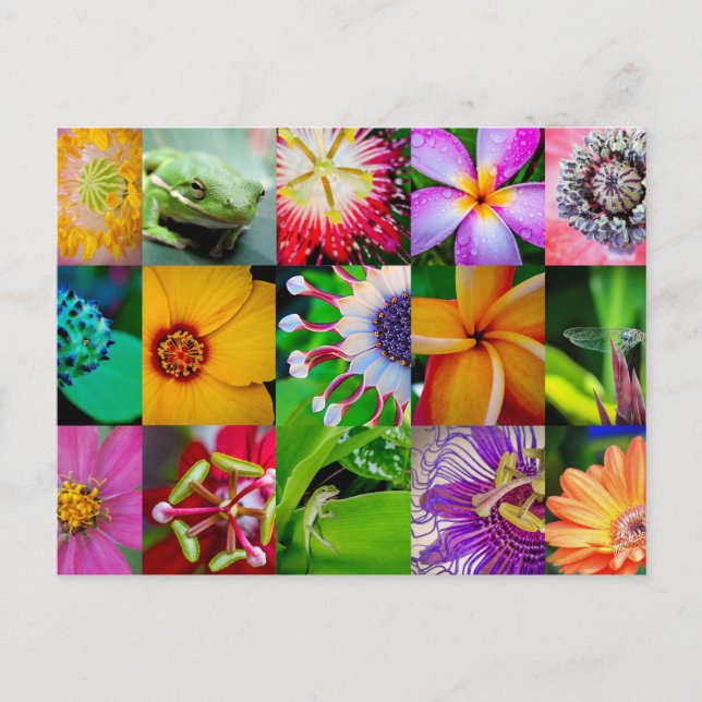 Flower Collage Garden Floral All Occasion Blank Postcard (Front)
