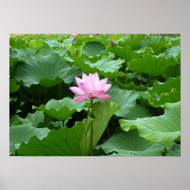 Flower collection: Lotus Poster (Front)