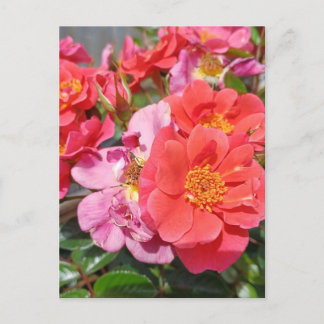 Flower Collection Postcard