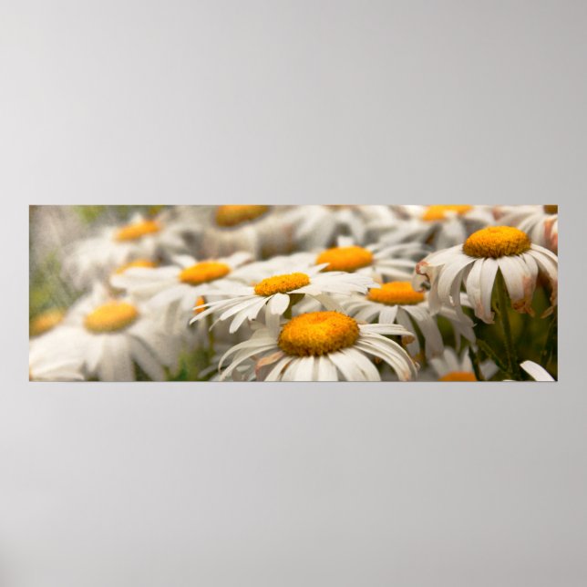 Flower - Daisy - Not quite fresh as a daisy Poster (Front)