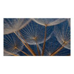 Flower,   dandelion, photo print