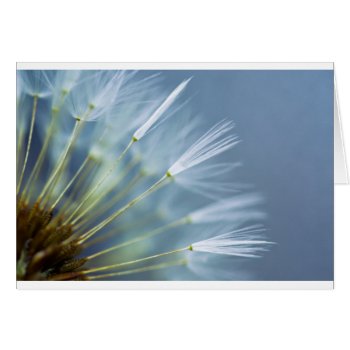 Flower Dandelion Seed Head by 16creative at Zazzle
