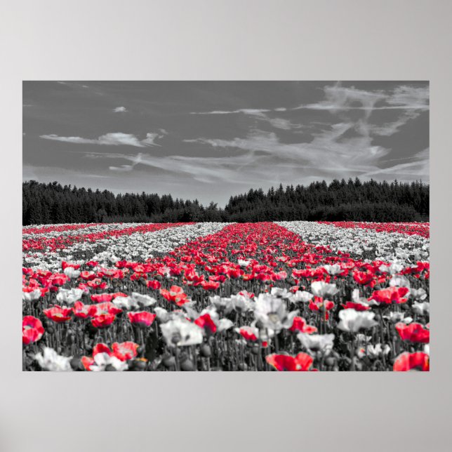 Flower Field Minimalist Selective Color Photograph Poster (Front)