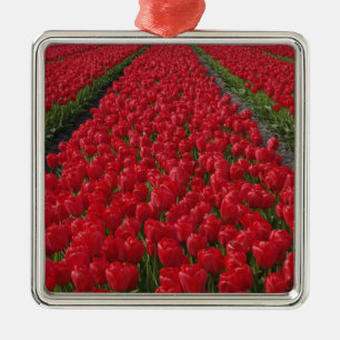 Flower field of tulips, Netherlands, Holland Metal Ornament