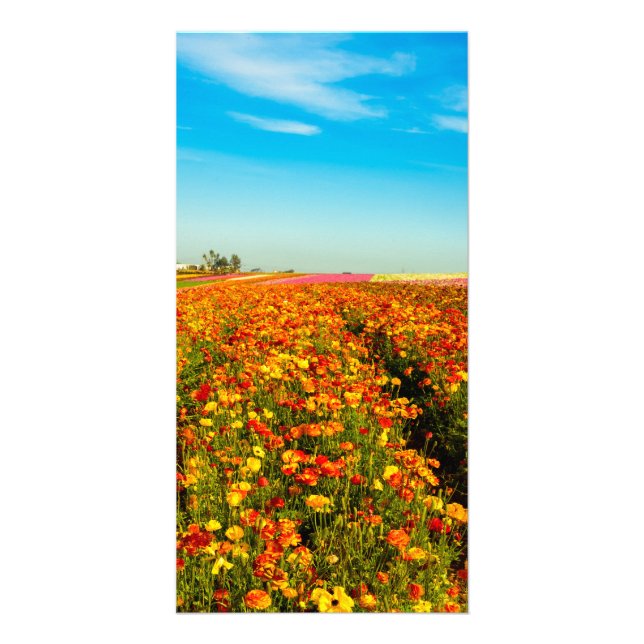 Flower Fields of California Card (Front)