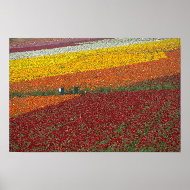 Flower Fields Patchwork - Carlsbad, California Poster (Front)