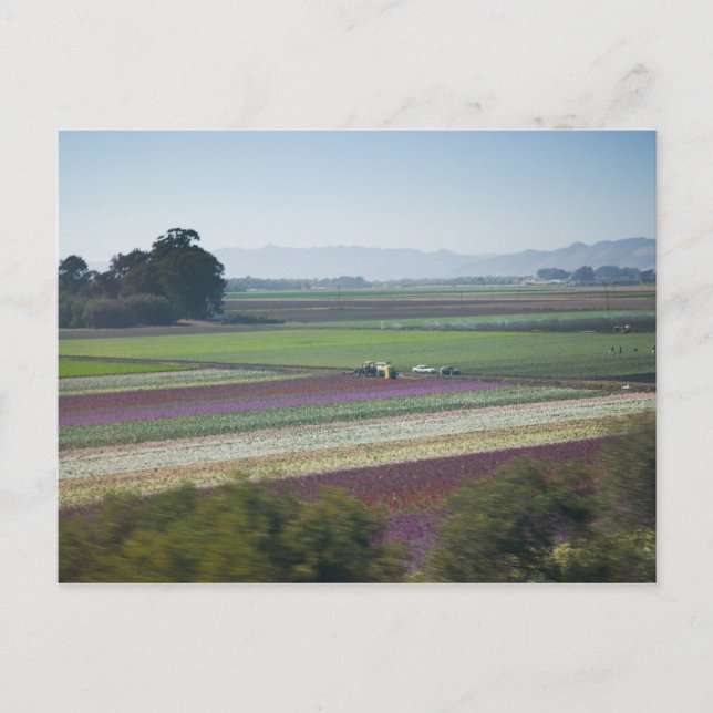 Flower Fields Postcard (Front)